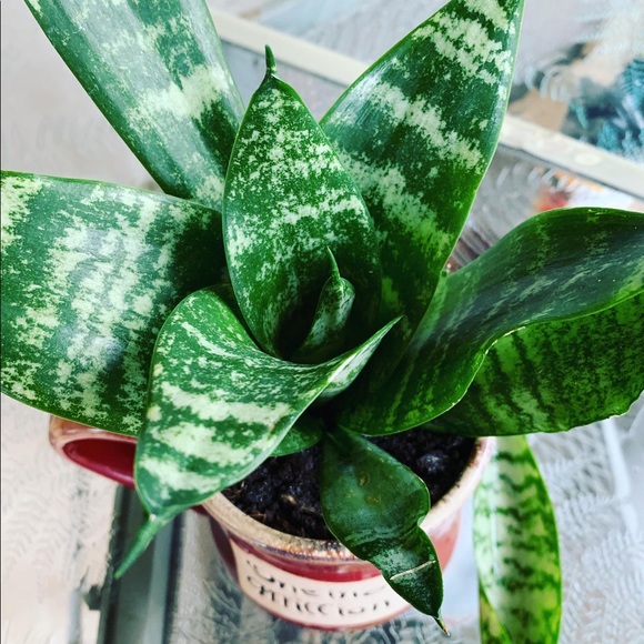 Plant Air purifier mother-in-law tongue snake - Picture 3 of 9